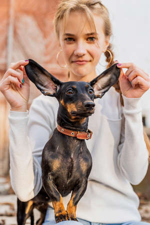Pet care concept. Young woman holding ears of her dachshund dog outdoors. Focus on petの写真素材