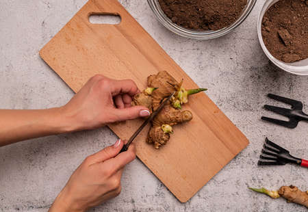 Gardening concept. Woman hands cutting ginger root for planting top viewの写真素材