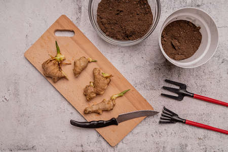 Gardening concept. Ginger plant roots on the board ready for planting top viewの写真素材