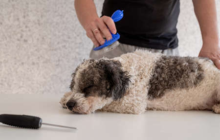 Stay home. Pet care. Man brushing his bichon frise dog. Copy spaceの写真素材