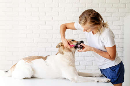 Young blond woman brushing teeth of her dogの写真素材
