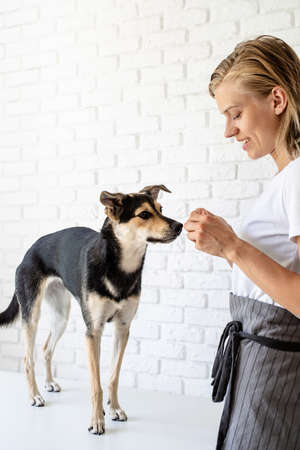 Pet care. Young smiling woman giving her dog a snackの写真素材