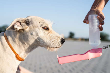 Pet adoption. Pet care. Mixed-breed dog drinking water from a bottleの写真素材