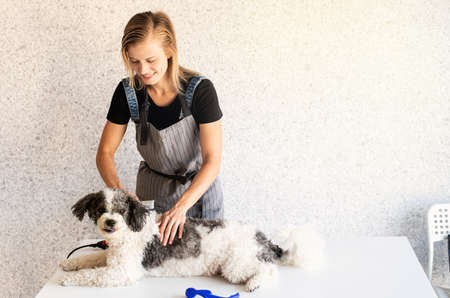 Pet care. Blond woman grooming a bichon frise dog at home. Selective focus