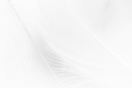 Abstract background. Texture. Pastel colored fluffy bird feathers backgroundの写真素材