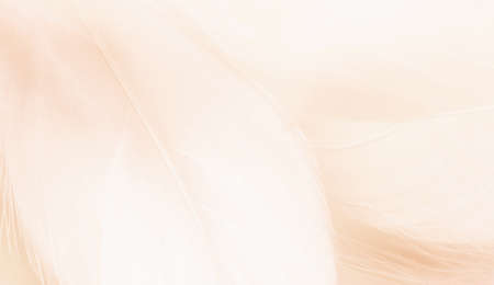 Abstract background. Texture. Pastel colored fluffy bird feathers backgroundの写真素材