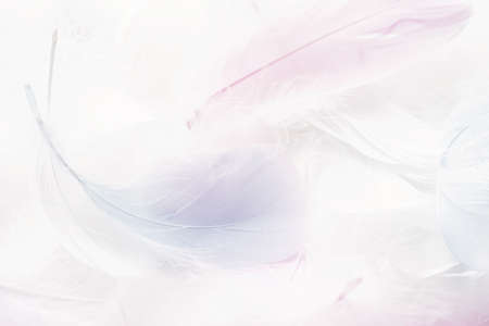 Abstract background. Texture. Pastel colored fluffy bird feathers backgroundの写真素材