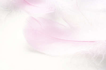 Abstract background. Texture. Pastel colored fluffy bird feathers backgroundの写真素材