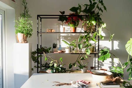 Home gardening. Workspace with plants and table for home gardening. Shelves and tables for plants....