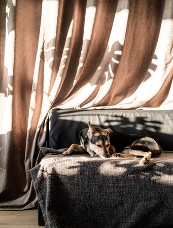 Cute mixed breed dog sleeping on a couch, hard leaf shadows on the curtain. Living room. Brown and gray colorsの写真素材