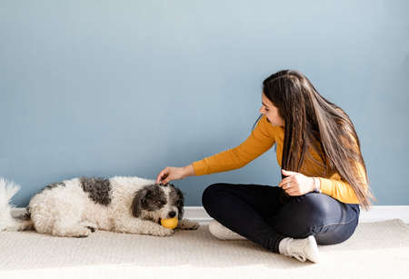Beautiful brunette woman with playful mixed breed dog, embracing and having fun at homeの写真素材