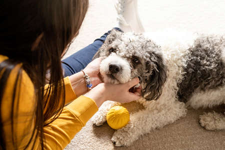 Beautiful brunette woman with playful mixed breed dog, embracing and having fun at home