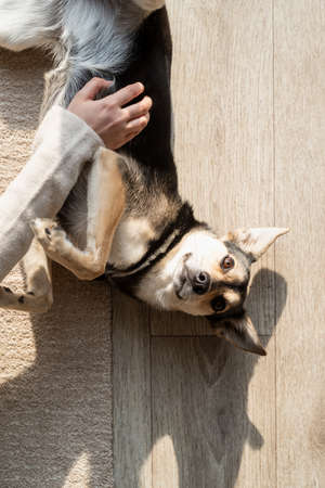 Beautiful brunette woman with playful mixed breed dog, embracing and having fun at home