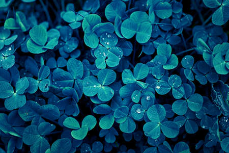 Texture - fresh blue clover leavesの写真素材