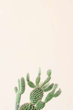 Closeup of green cactus on beige background. Minimal neutral floral compositionの写真素材