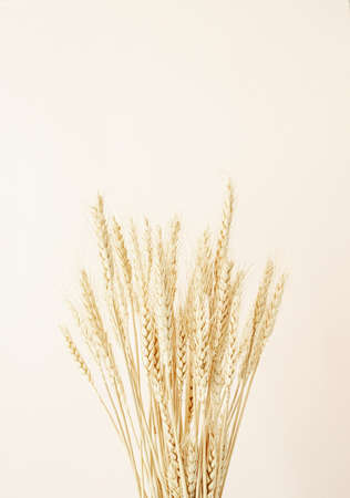 Close up of wheat spikes on beige background. Minimal neutral floral composition