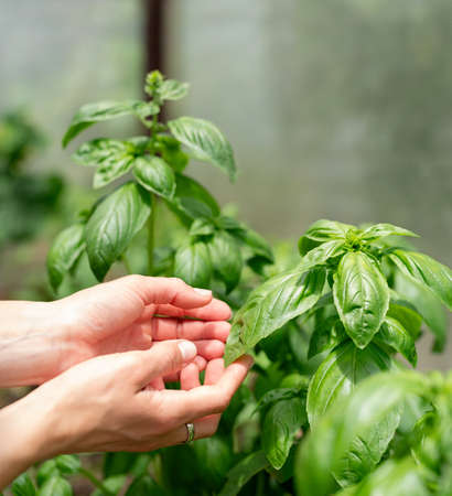 basil plant in the garden or greenhouse. Woman hands picking fresh basil in the greenhouseの写真素材