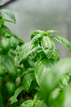 basil plant in the garden or greenhouseの写真素材