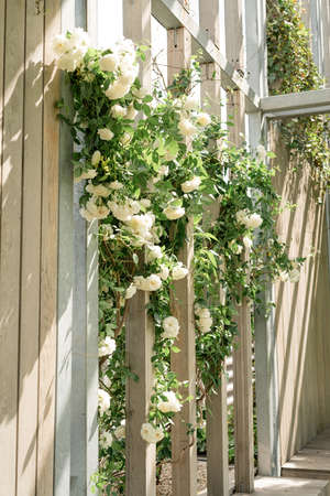 Beautiful wooden wall with white roses in the park or garden. Light and shadows patternの写真素材