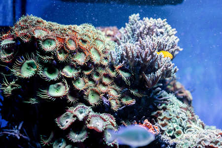 Underwater Image of sea plants and algae in the Sea, fish swimming in aquarium