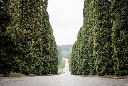 Cypress trees alley, tree lined roadの写真素材