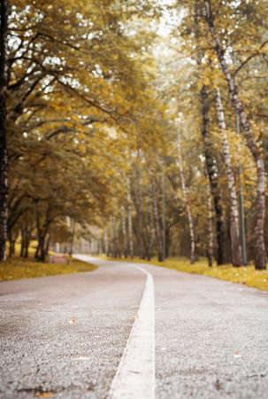 Beautiful nature. Autumn. road in yellow autumn forest, blurred backgroundの写真素材