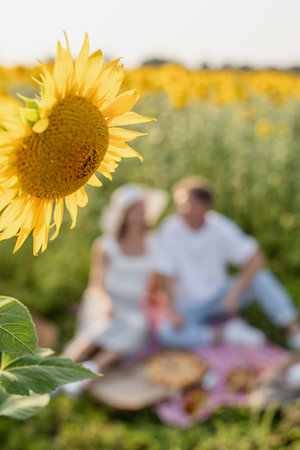 Young teenage couple in white shirts having picnic on sunflower field in sunset. Eating pizza and drinking champagneの写真素材