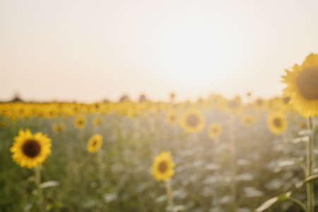 Freedom concept. Autumn nature. Young woman in white dress walking between sunflowers on a field in sunset raising her armsの写真素材
