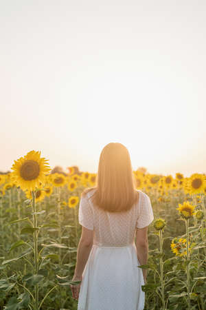Freedom concept. Autumn nature. Young woman in white dress walking between sunflowers on a field in sunset raising her armsの写真素材