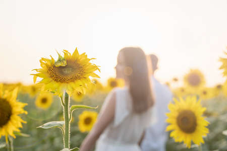Autumn nature. Young romantic couple walking in sunflower field in sunsetの写真素材