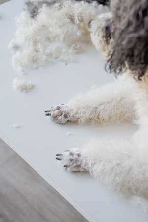 Pet care. Pet grooming. Smiling caucasian woman in glasses grooming bichon frise dog in salon