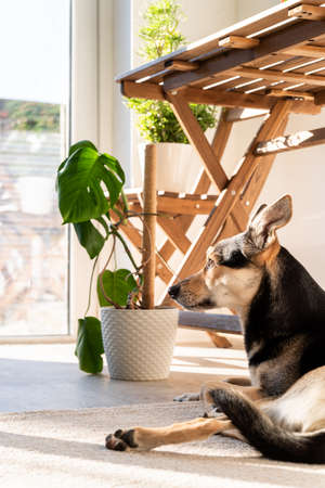 Pet care. Home interior. Cute mixed breed dog sleeping in living room on the rug, light and shadows on the wallsの写真素材