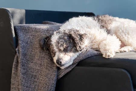 Pet care. Home interior. Cute mixed breed dog sleeping in living room on the sofaの写真素材