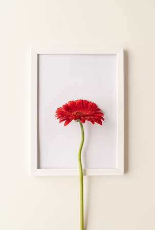 minimal concept. red gerbera flower in a white frame, flat lay