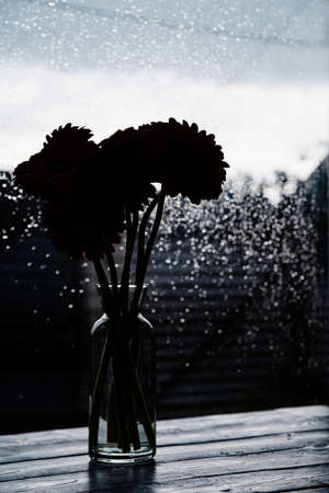 Gerbera flowers silhouette in a vase against window