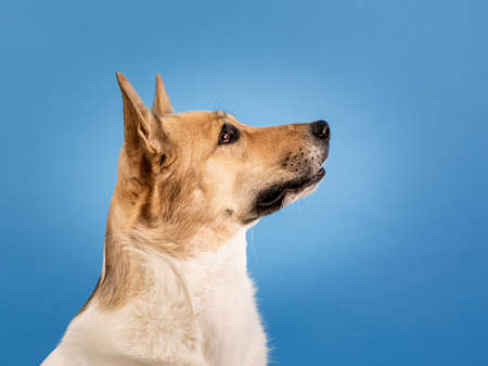 Mixed breed shepherd dog portrait on blue backgroundの写真素材
