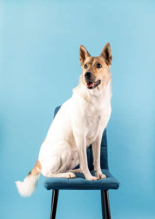 Mixed breed shepherd dog portrait on blue background
