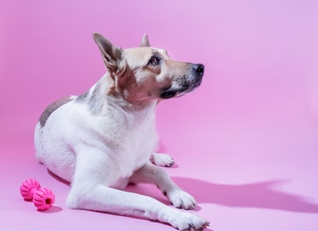 Playful Mixed breed shepherd dog portrait on pink background