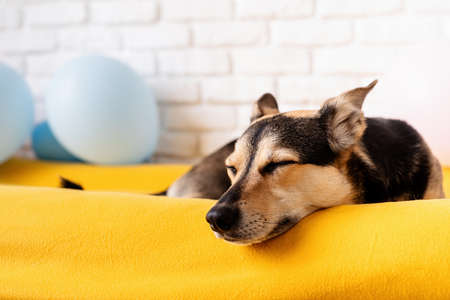 Cute mixed breed dog sleeping on dog bed at homeの写真素材