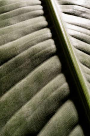 green Strelitzia leaf texture with lines, natural background, macro close-up image