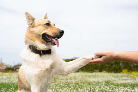 Summer leisure time, pet care and training. Happy man playing and training with mixed breed shepherd...