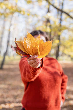autumn nature. young woman holding tree leavesの写真素材