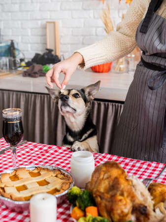 Happy Thanksgiving Day. autumn feast. Woman celebrating holiday cooking traditional dinner at kitchen with turkey, vegetables and pumpkin pie, cutting pieの写真素材