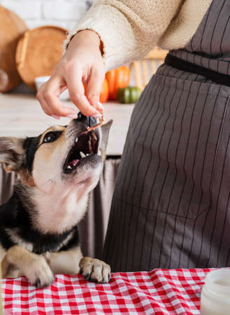 woman preparing thanksgiving dinner at home kitchen, giving her dog a piece of chicken to tryの写真素材