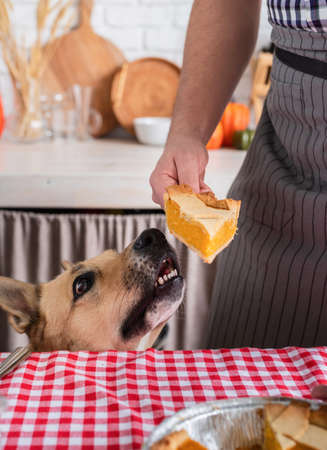 Happy Thanksgiving Day. autumn feast. Animal allergy.man preparing thanksgiving dinner at home kitchen, giving a dog a piece of pumpkin pie to tryの写真素材