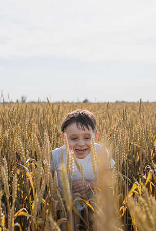 Cute boy walking across the wheat fieldの写真素材