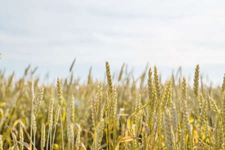 Farmland field with unripe green ears of wheat in sunny summer day.の写真素材