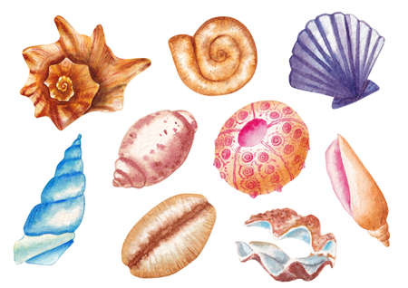 Watercolor seashells illustration, Watercolor Summer Beach Seashell Tropical Elements, Underwater Creatures. Watercolor seashell illustration, various seashells isolated on white backgroundの写真素材