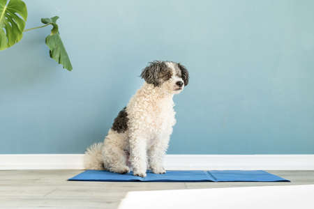pet care. Cute mixed breed dog sitting on cool mat in hot day looking up, blue wall background, summer heatの写真素材