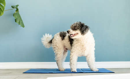 pet care. Cute mixed breed dog sitting on cool mat in hot day looking up, blue wall background, summer heatの写真素材